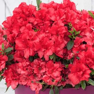 Pěnišník tupý 'BloomChampion Red' květináč 3 litry, výška 25/30cm, keř