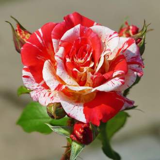 Růže 'Art Nouveau' 6 litrů