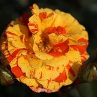 Růže 'Papagena' 6 litrů