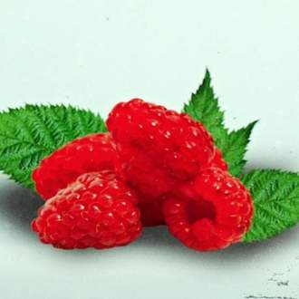 Maliník 'Bon Bon Berry Yummy' květináč 5 litrů, kompaktní, REMONTANTNÍ