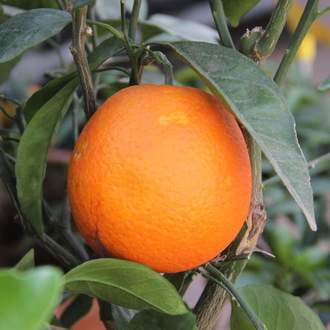 Pomerančovník mini kmínek, 5 litrů
