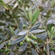 Olivovník evropský 'Frangivento' kmínek, 9 litrů