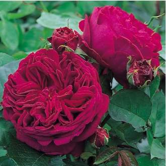 Růže D. Austin 'Falstaff' 10 litrů