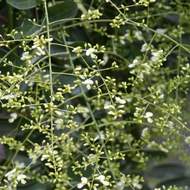 Jerlín japonský 'Pendula' květináč 18 litrů, polokmen, převislý, strom