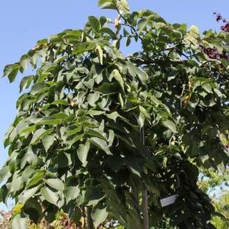 Jilm drsný 'Pendula' květináč 30 litrů, obvod kmene 12/14cm, převislý, strom