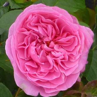 Růže D. Austin 'Gertrude Jekyll'  kužel 10 litrů