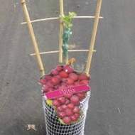 Réva vinná 'Rosana' květináč 3 litry, kmínek 20cm, růžová