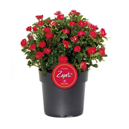 Levně Růže 'Zepeti' 6,5 litru
