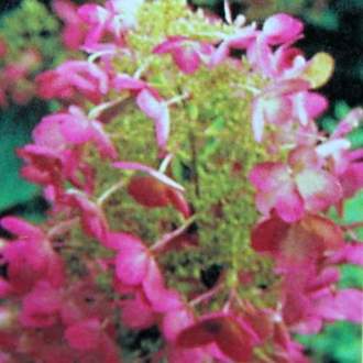 Hortenzie dubolistá 'Ruby Slippers' květináč 6 litrů, výška 60/80cm, keř