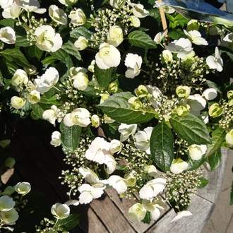 Hortenzie velkolistá 'Runaway Bride' květináč 6 litrů, výška 50/60cm, keř