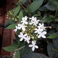Kalina japonská 'Summer Snowflake' květináč 6 litrů, výška 30/40cm, keř