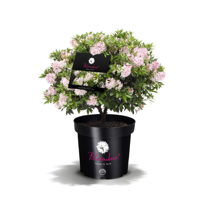 E-shop Pěnišník 'Bloombux' květináč 5 litrů, průměr 20/25cm, koule