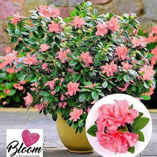 Levně Pěnišník tupý 'Bloomchampion Pink' květináč 3 litry, výška 25/30cm, keř