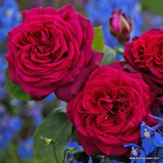 Růže Kordes Parfuma 'Gräfin Diana' 16,5 litru