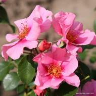 Růže Kordes 'See You In Pink' květináč 5 litrů
