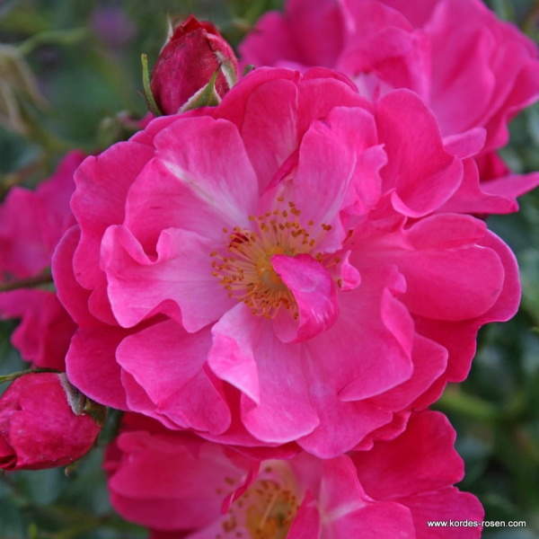 Levně Růže Kordes 'Hotline®' květináč 5 litrů