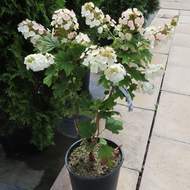 Hortenzie dubolistá květináč 10 litrů, výška 80/100cm, keř