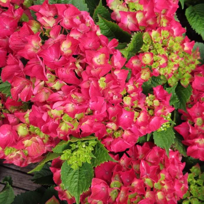 Levně Hortenzie velkolistá 'Forever & Ever' ČERVENÁ květináč 5 litrů, výška 30/40cm, keř