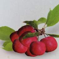 Jabloň 'Appletini' květináč 7,5 litru, zákrsek, raně podzimní, CIZOSPRAŠNÁ