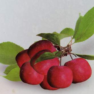 Jabloň okrasná 'Appletini' květináč 7,5 litru