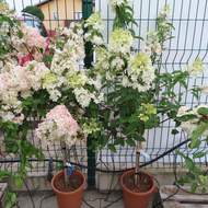 Hortenzie latnatá 'Vanille Fraise' květináč 9 litrů, mini kmínek, stromek