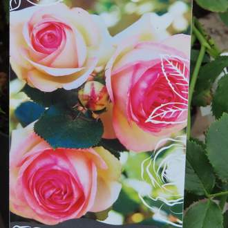 Růže 'Eden Rose 85'