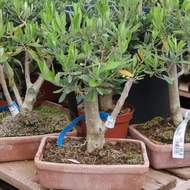 Olivovník evropský bonsai keramická miska