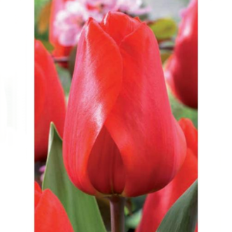 Tulipán 'Lalibela' 10ks