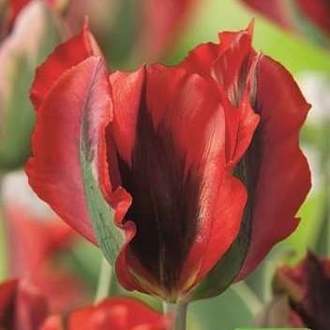 Tulipán 'Red Wave' 10ks