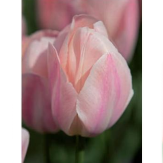 Tulipán 'Mystic van Eyk' 10ks