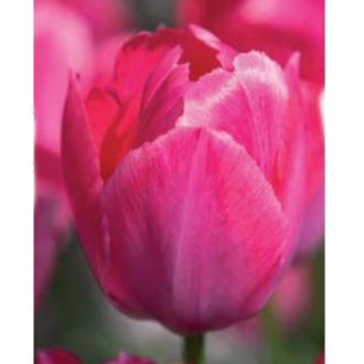 Tulipán 'Lady van Eyk' 10ks