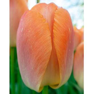 Tulipán 'Orange Pride' 10ks