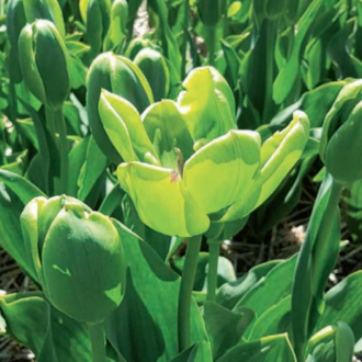 Tulipán 'Green Power' 10ks