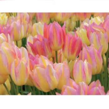 Levně Tulipán 'Antoinette' 10ks