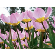 Tulipán 'Bakeri Lilac Wonder' 10ks