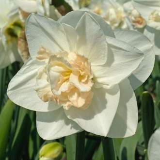 Narcis 'Tender Beauty' 5ks
