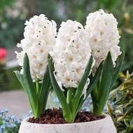Hyacint 'Top White' 3ks
