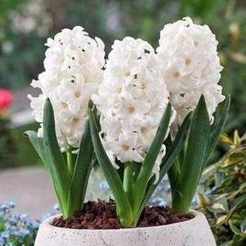 Levně Hyacint 'Top White' 3ks