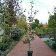 Jeřáb obecný 'Edulis' výška 200/225cm, květináč 15 litrů, větve od spodu, strom