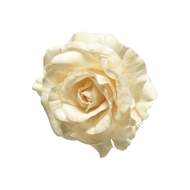 Růže ODA květ umělá na klipu krémová 13cm