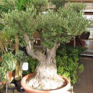 Olivovník evropský květináč 140 litrů bonsai