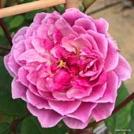 Růže Kordes 'Romantic Siluetta' 2 litry