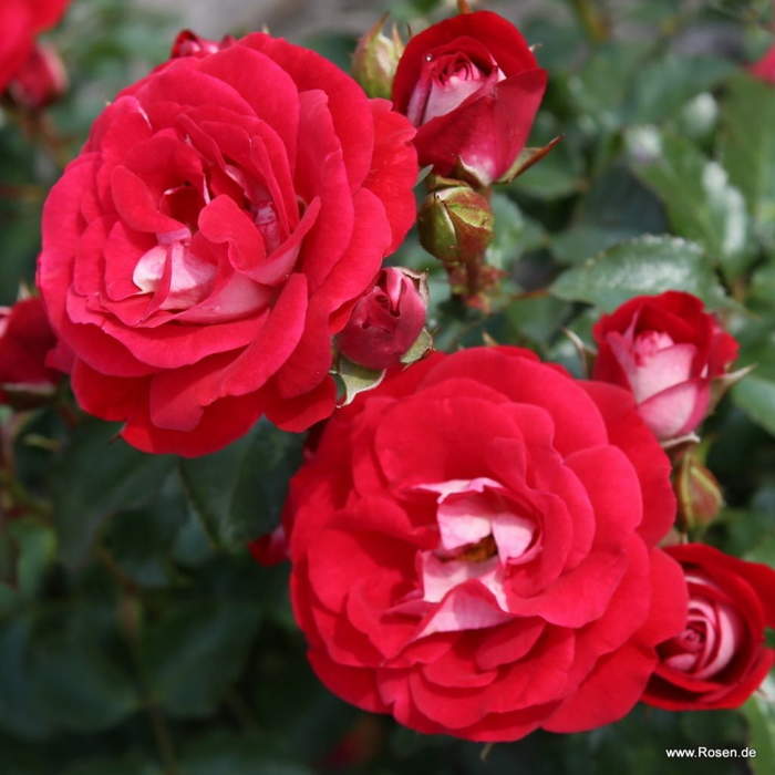 Levně Růže Kordes 'Corazon' 2 litry