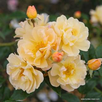 Růže Kordes 'Sunny Siluetta' 2 litry