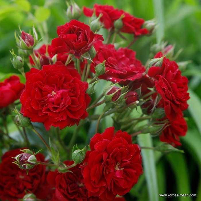 Levně Růže Kordes 'Crimson Siluetta' 2 litry