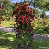 Růže Kordes 'Crimson Siluetta' 2 litry