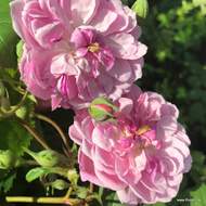 Růže Kordes 'Romantic Siluetta' 2 litry