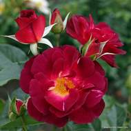 Růže Kordes 'Ile de Fleurs' 2 litry