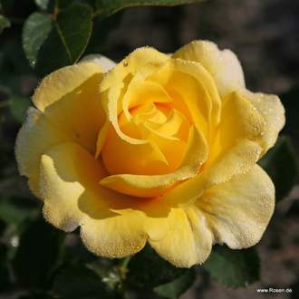 Růže Kordes 'Sunmaid' 2 litry