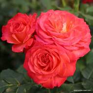 Růže Kordes 'Vulcano' 2 litry